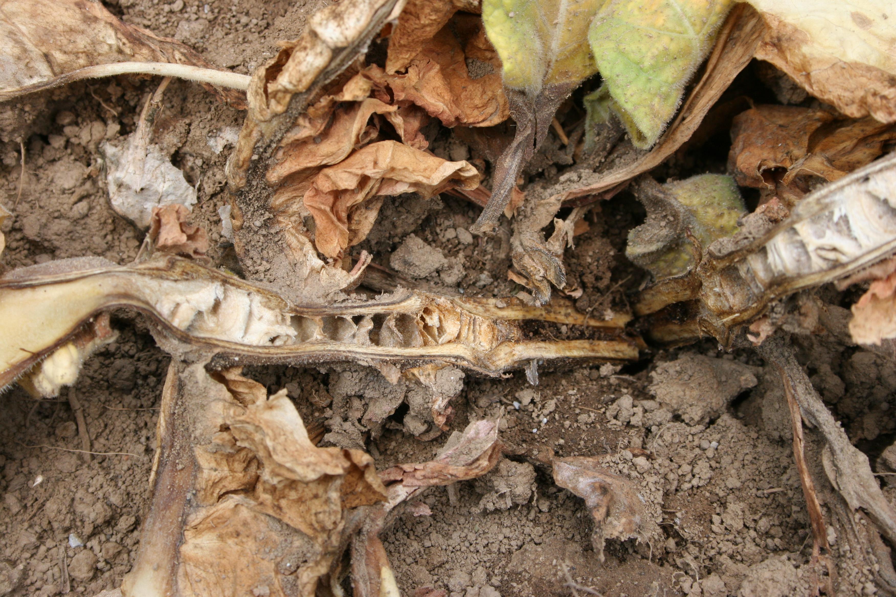 Splitting the stem of black shank infected tobacco plants reveals disking of the pith. (Photo: Kenneth Seebold, UK)