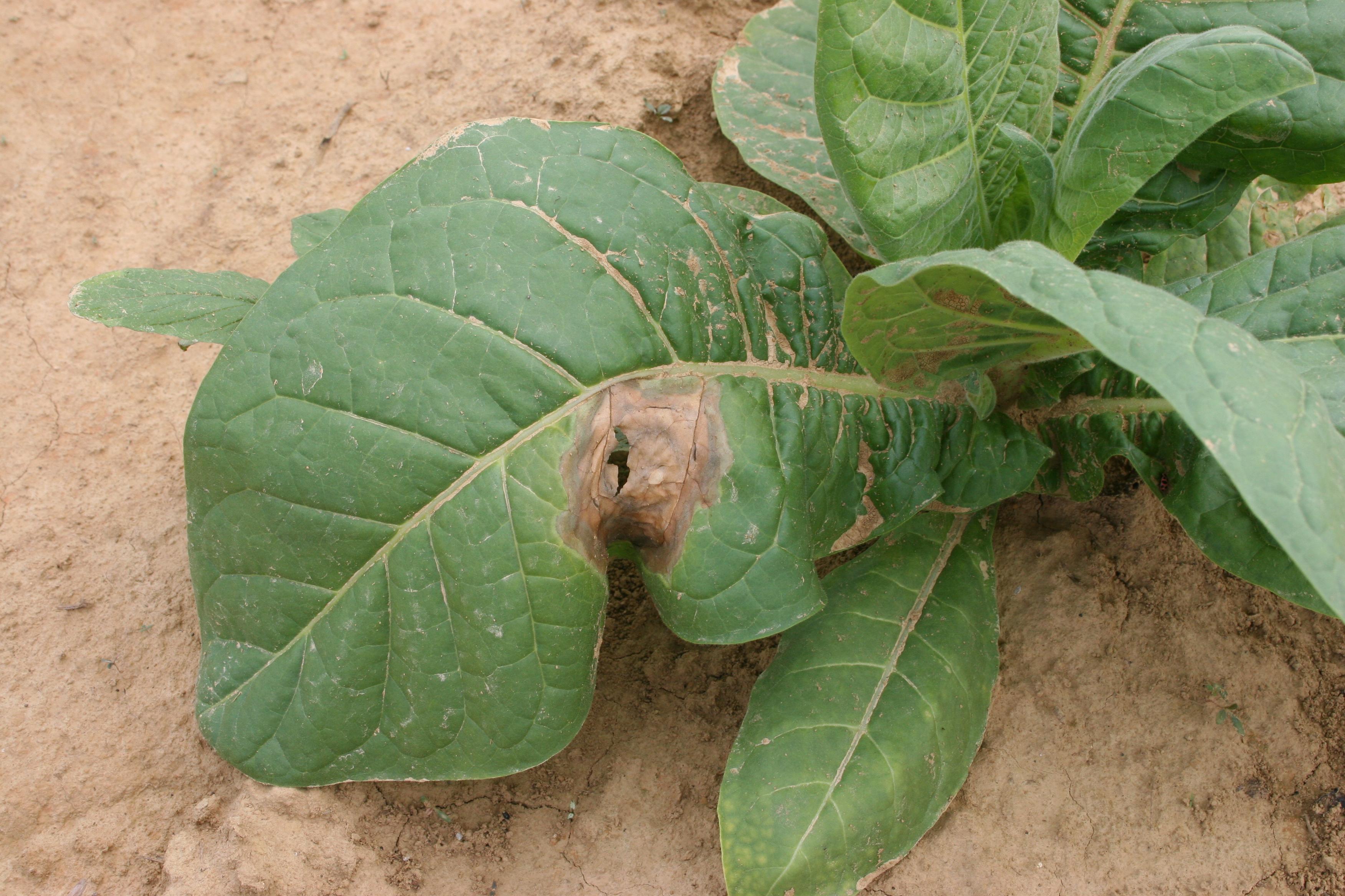 Foliar black shank is caused by the same water mold (fungus-like organism) that causes the root/shank phase of black shank.  It occurs when heavy rains splash contaminated soil onto lower leaves.  While not as commonly observed as systemic black shank, foliar lesions are occasionally observed in fields with heavy black shank pressure.  (Photo: Kenneth Seebold, UK)