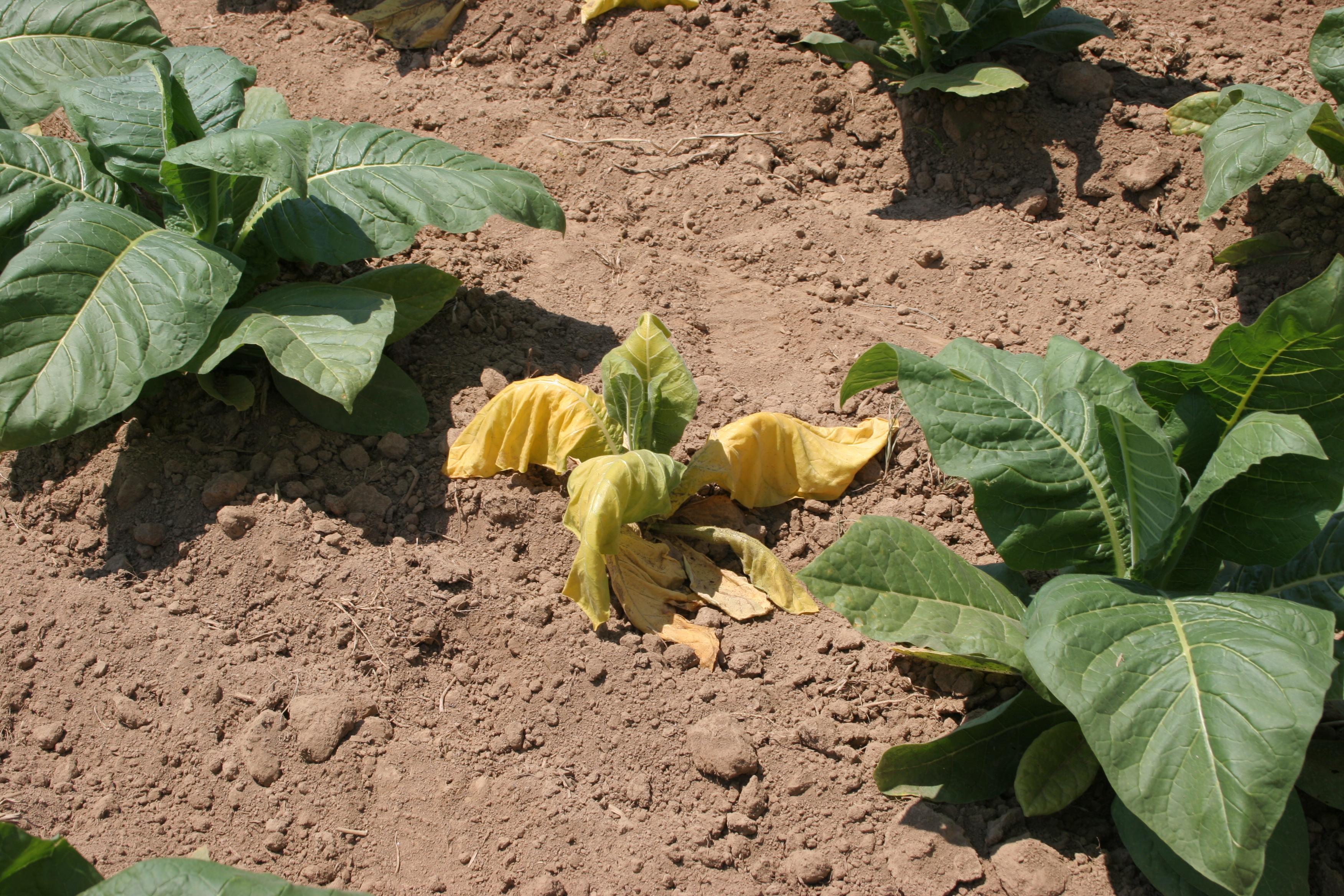 Black shank is caused by a fungus-like organism, also referred to as a "water mold."  It is a very serious disease that affects tobacco roots and stems. Initially, plants wilt during the heat of the day and recover at night.  As the disease progresses, plants wilt permanently and turn yellow; eventually, death follows. (Photo: Kenneth Seebold, UK)