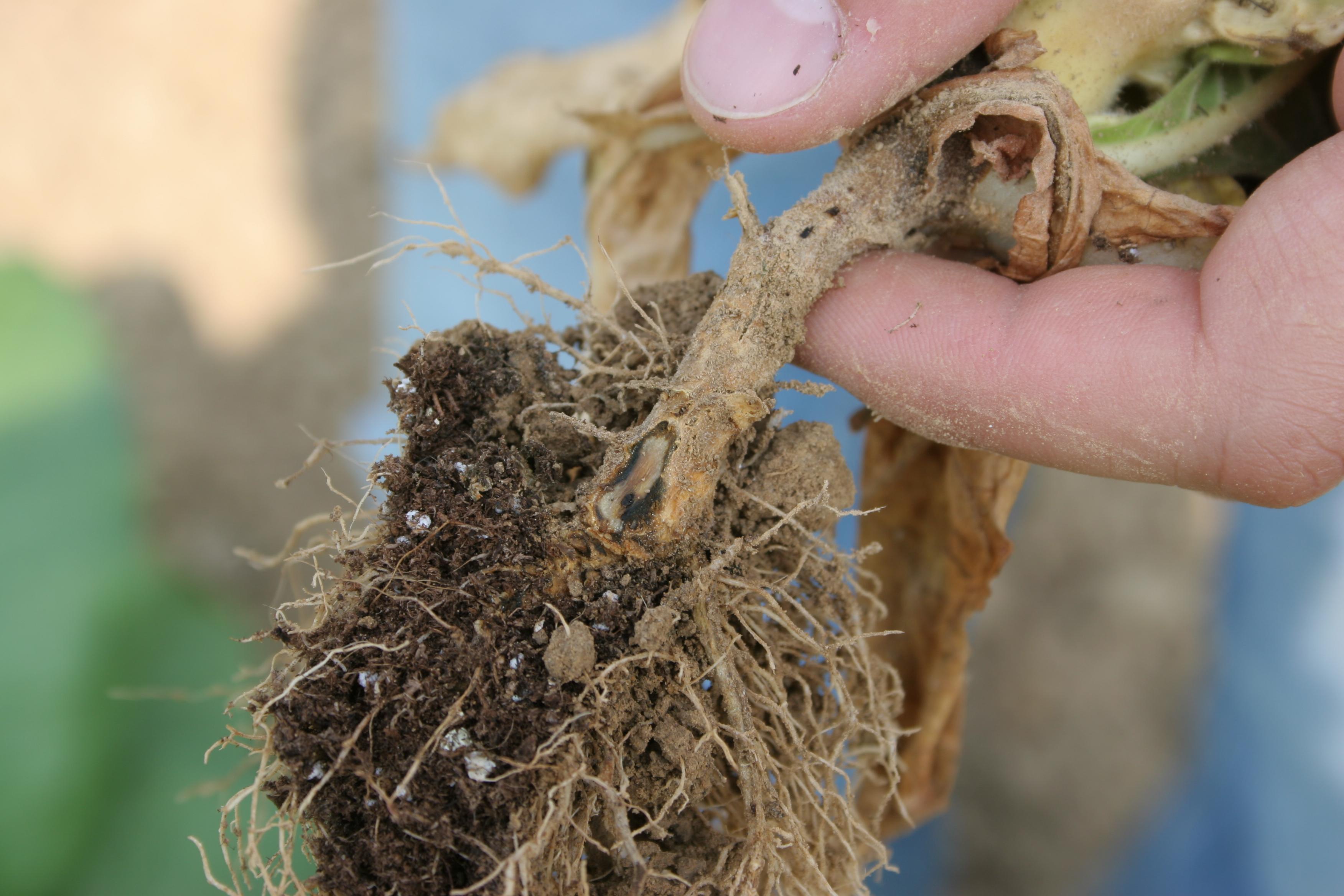 Blackening of the tobacco stem (shank) gives black shank its name. (Photo: Kenneth Seebold, UK)