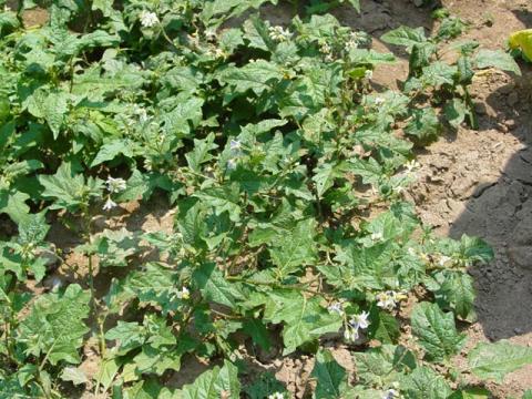 Carolina horsenettle, also known by some as bull nettle, is a common weed in tobacco fields.  There are no labelled herbicides that provide good control for this weed so cultivation and hand hoeing are the primary control options. Like tobacco, Carolina horsenettle is a member of the Solanaceae family, and because of this close relation it can harbor certain viruses that can move to nearby tobacco via insect vectors.