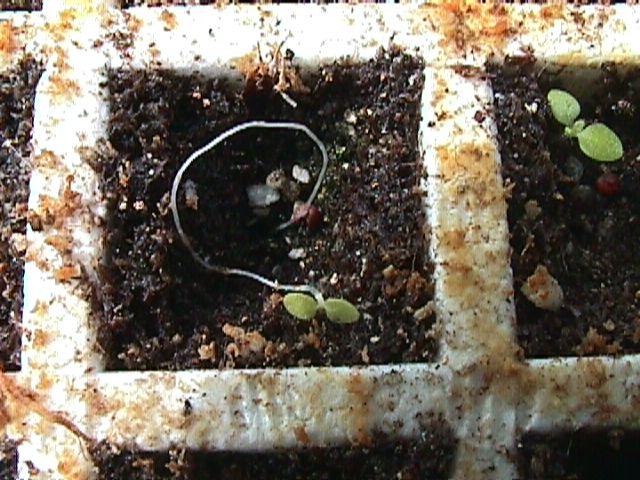 Sprial root is a common occurrence in tobacco float beds.  Almost all trays have a few spiral roots, but typically less than 2% of all cells in a tray are affected.  Higher incidences have been observed under certain conditions.