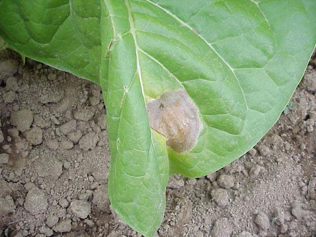 Foliar black shank is generally observed on lower leaves; lesions are large and circular in shape. (Photo: Kenneth Seebold, UK)