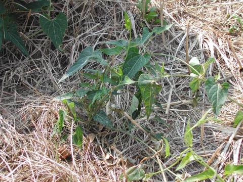 Honeyvine milkweed, also called sweet potato vine by some, can be a troublesome weed in many tobacco fields.  This vine often intertwines and climbs the stalk of nearby tobacco plants.  This often lead to problems with leaf breakage if the vine is pulled or when the stalk is cut.  The vine can remain with the plant through harvest and curing resulting in a potential problem with Non Tobacco Related Material (NTRM) in the cured leaf. 