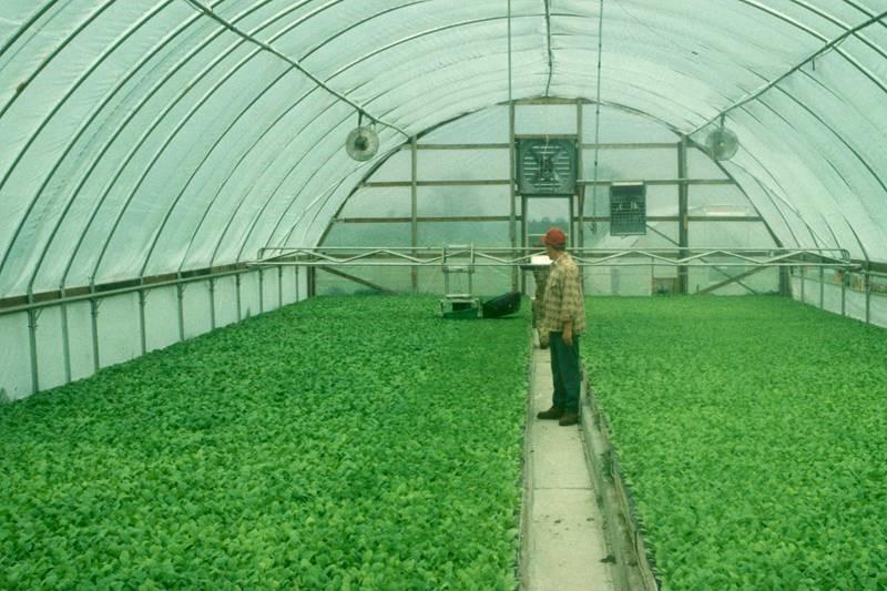 Person inside of a greenhouse