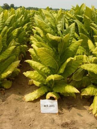 KT 200 variety of burley tobacco