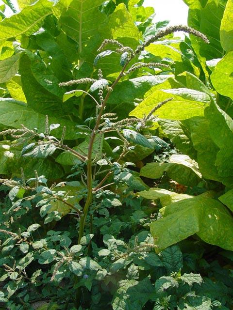 More commonly known as pigweed or careless weed, this species can be a serious pest in tobacco fields.  If left unchecked pigweed will overtake a tobacco crop competing for light and nutrients.