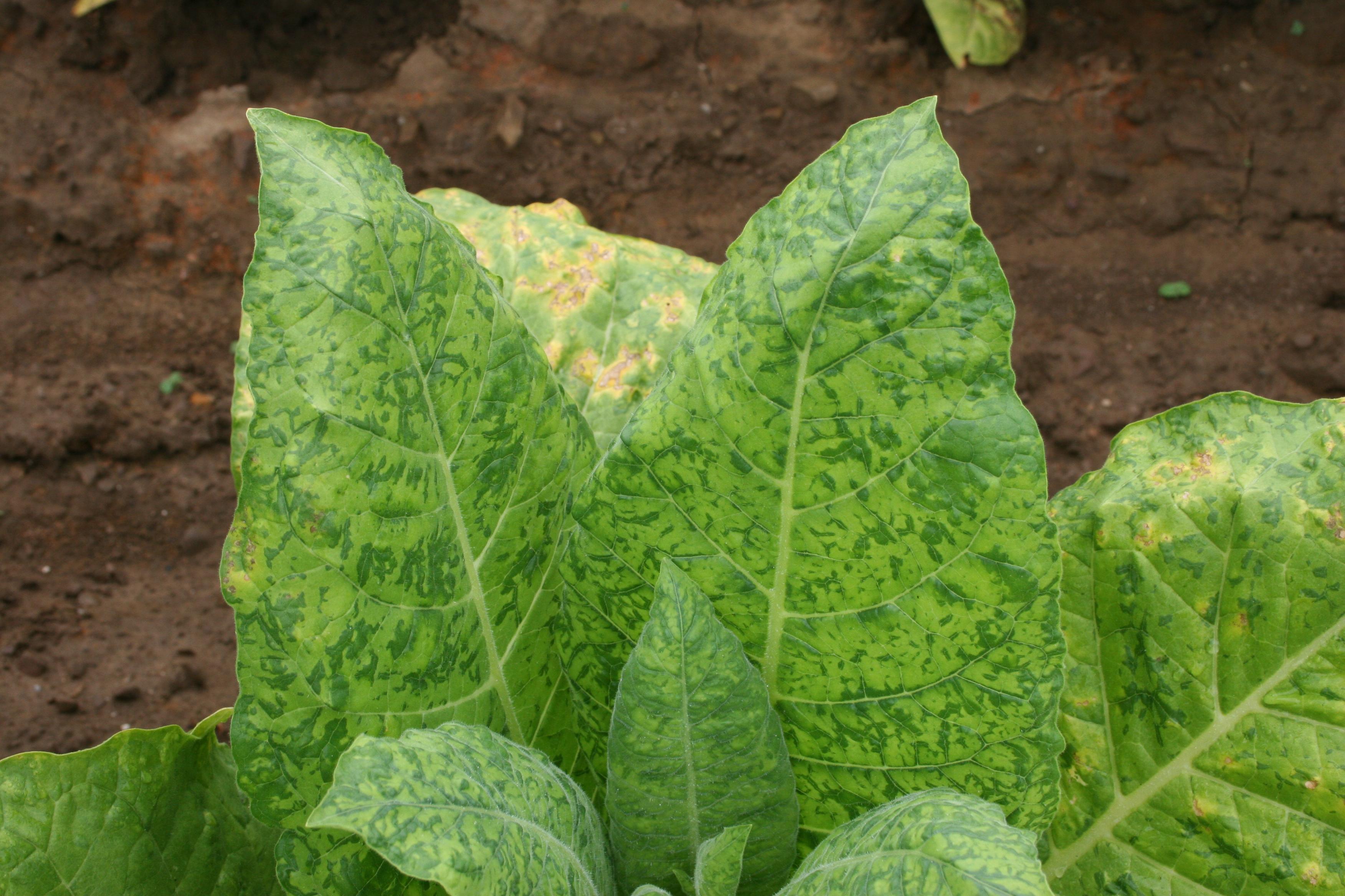 In addition to mosaic symptoms, vein-banding (darker green tissue following along veins) may occur.  Foliage tips may appear distorted or puckered. (Photo: Kenneth Seebold, UK)