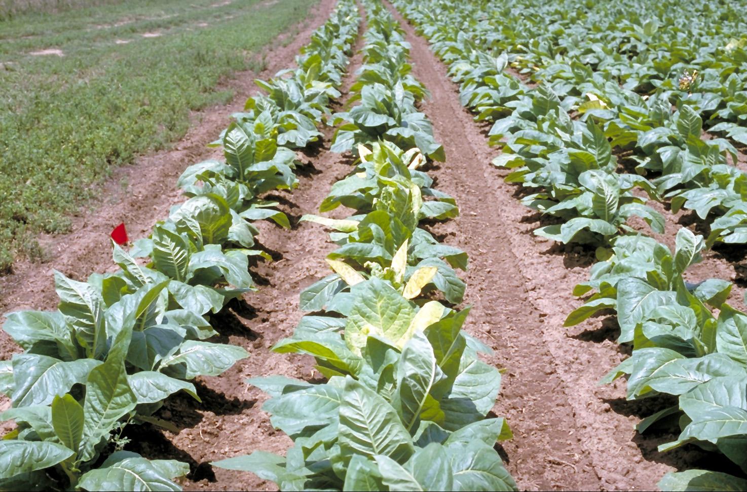 Symptoms of alfalfa mosaic virus often first show up in tobacco field border rows; this is referred to as an "edge effect" and is related to the aphid vector dispersal pattern. (Photo: William Nesmith, UK)