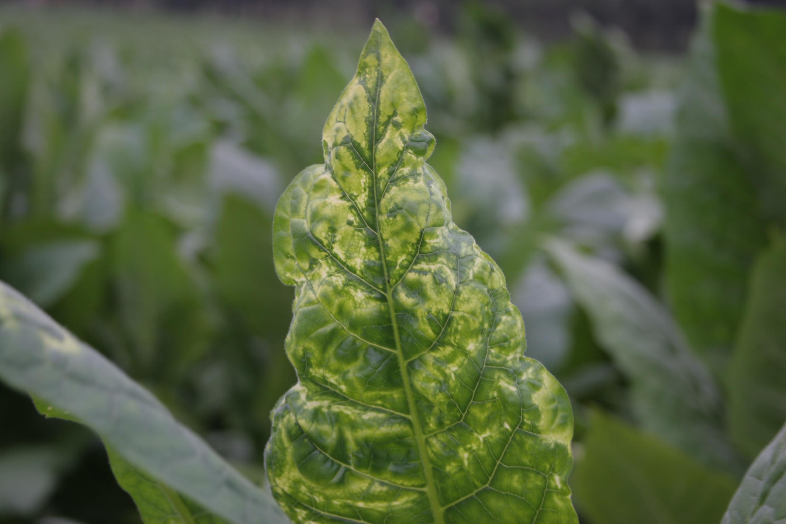 Alfalfa mosaic virus symptoms on a burley leaf tip. (Photo: Kenneth Seebold, UK)