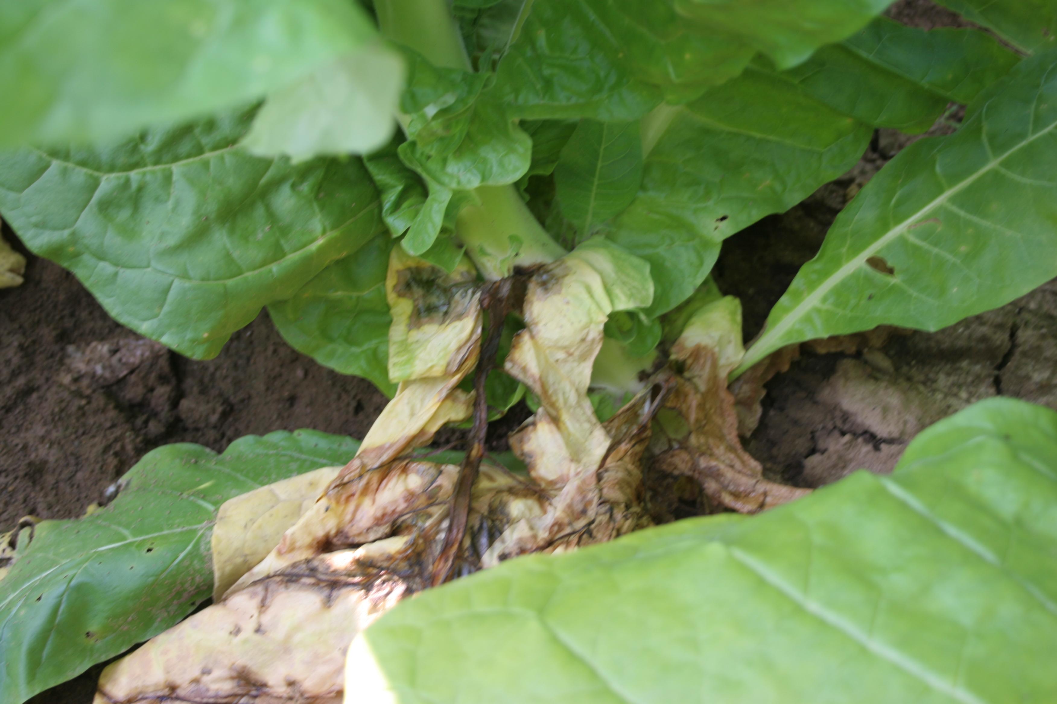 Leaves deteriorate as bacterial black stalk infections cause midveins to decay. (Photo: Kenneth Seebold, UK)