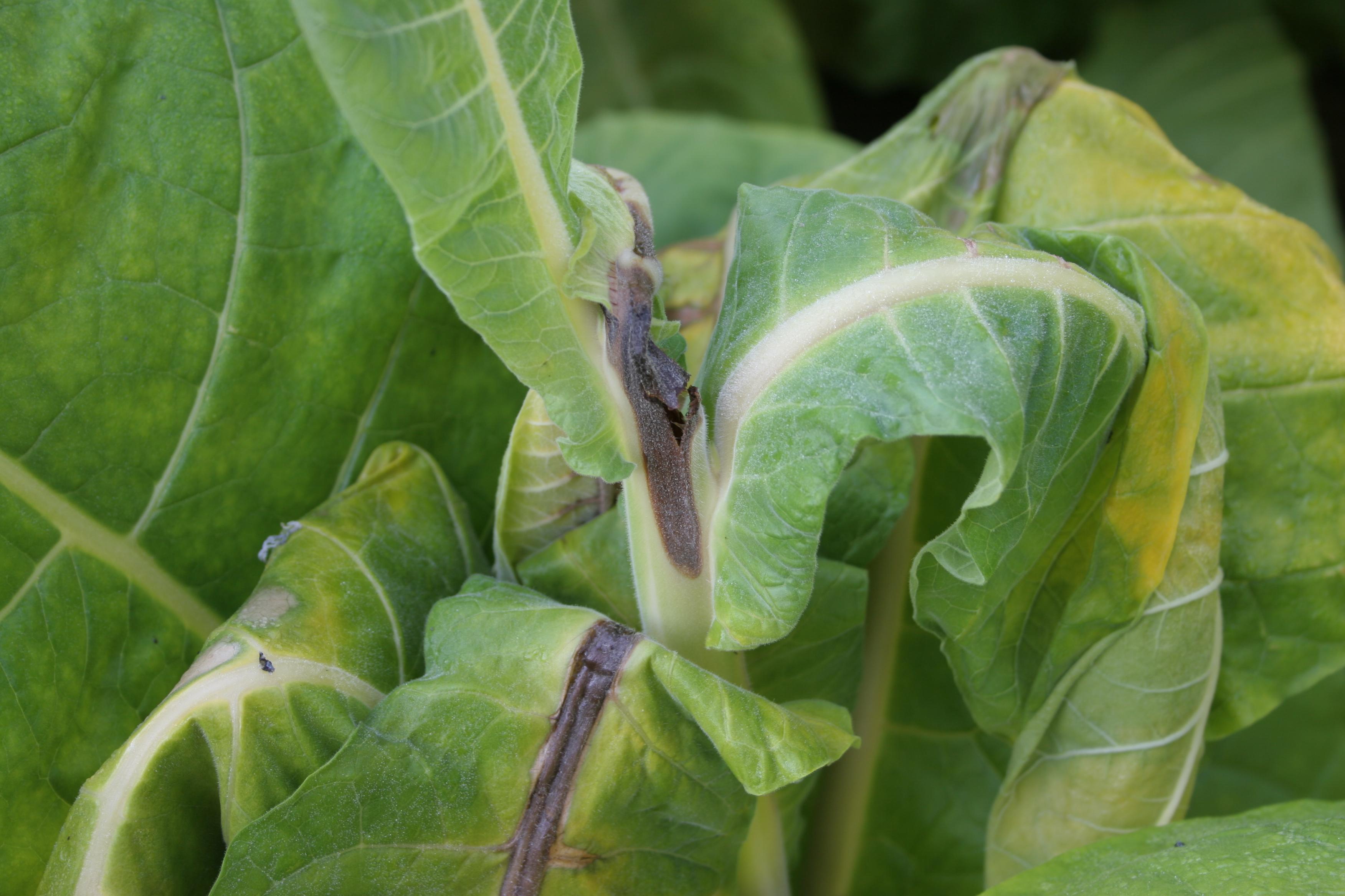 Bacterial black stalk is caused by the same bacterium that causes hollow stalk, and it is favored by the same conditions.  Bacterial black stalk does not always rot the pith of the stalk.  Black streaks often develop along the stalk and major leaf veins.  Tobacco that has been produced with excessive nitrogen and has been exposed to wet/rainy conditions is more vulnerable to this disease. Taking damaged plants to the barn can increase the chances of barn rot and further damage. (Photo: Kenneth Seebold, UK)