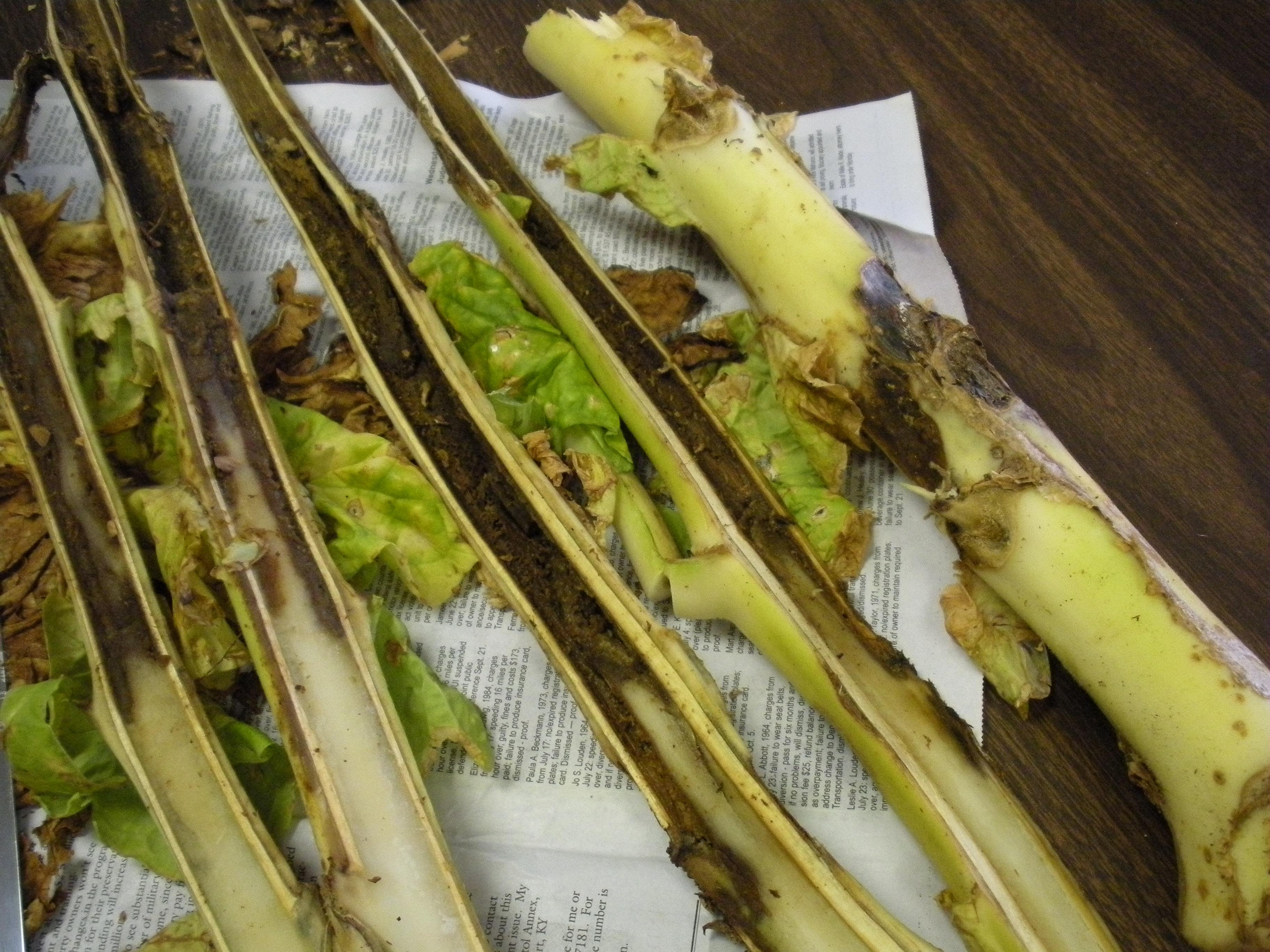 The hollow stalk bacterium decays the pith (center of the stalk), resulting in a hollow stem. Infections that begin in the field will continue to develop when plants are hung in the barn. (Photo: Paul Bachi, UK)