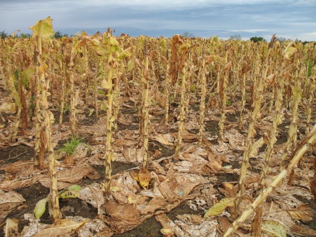 Under the right conditions, damage from bacterial leaf drop can be extensive.  (Photo: Robert Pearce, UK)