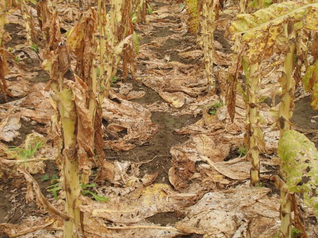 Bacterial leaf drop occurs under the same humid conditions that cause bacterial hollow stalk and bacterial black stalk. Bacterial leaf drop causes leaves to completely drop from plants, leaving just the stalk. (Photo: Robert Pearce, UK)