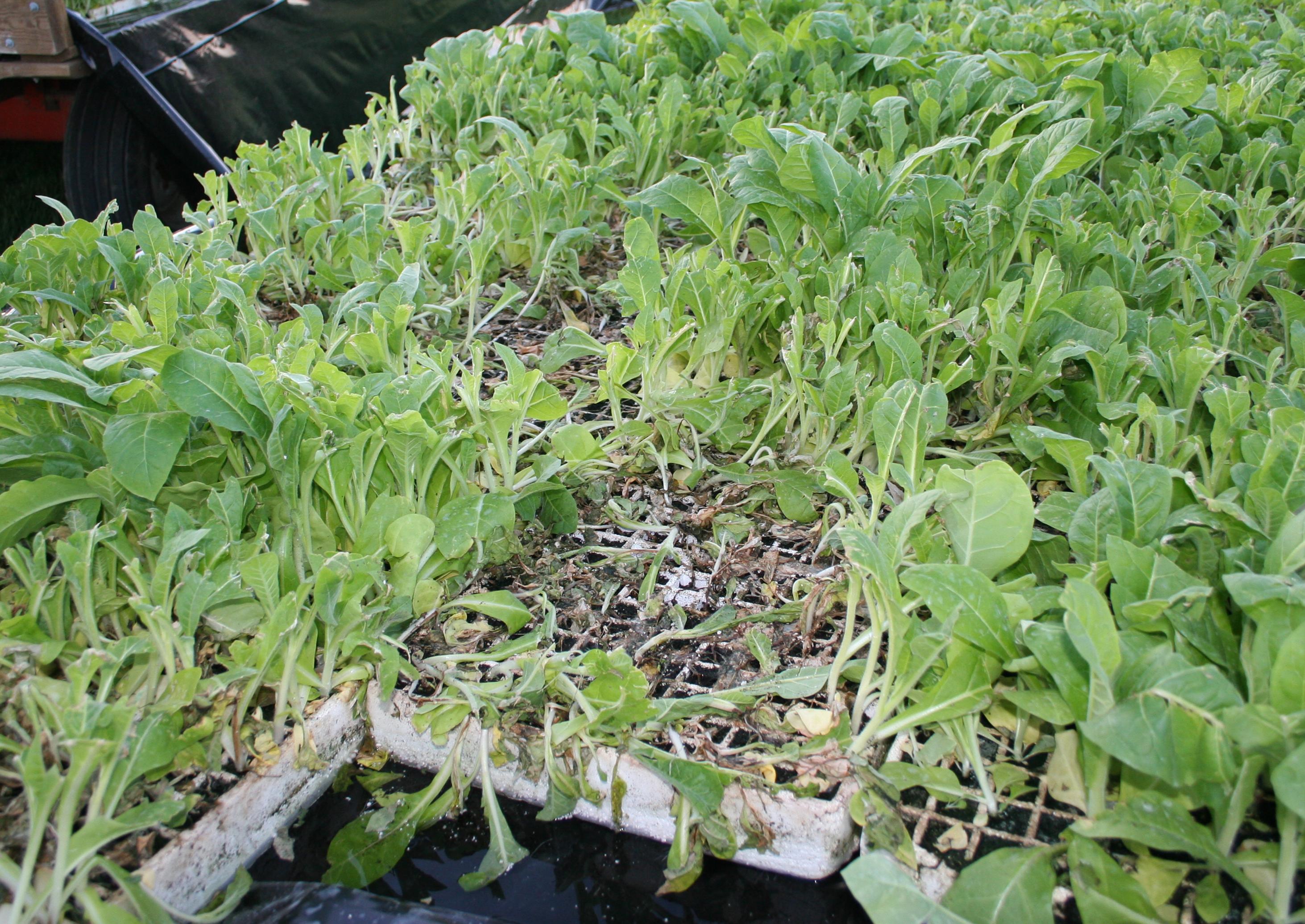 Bacteria can multiply quickly under favorable conditions and large numbers of plants can be lost in a matter of days. For more information on blackleg, see the Plant Pathology Fact Sheet, Blackleg of Tobacco (PPFS-AG-T-04). (Photo: Kenneth Seebold, UK)