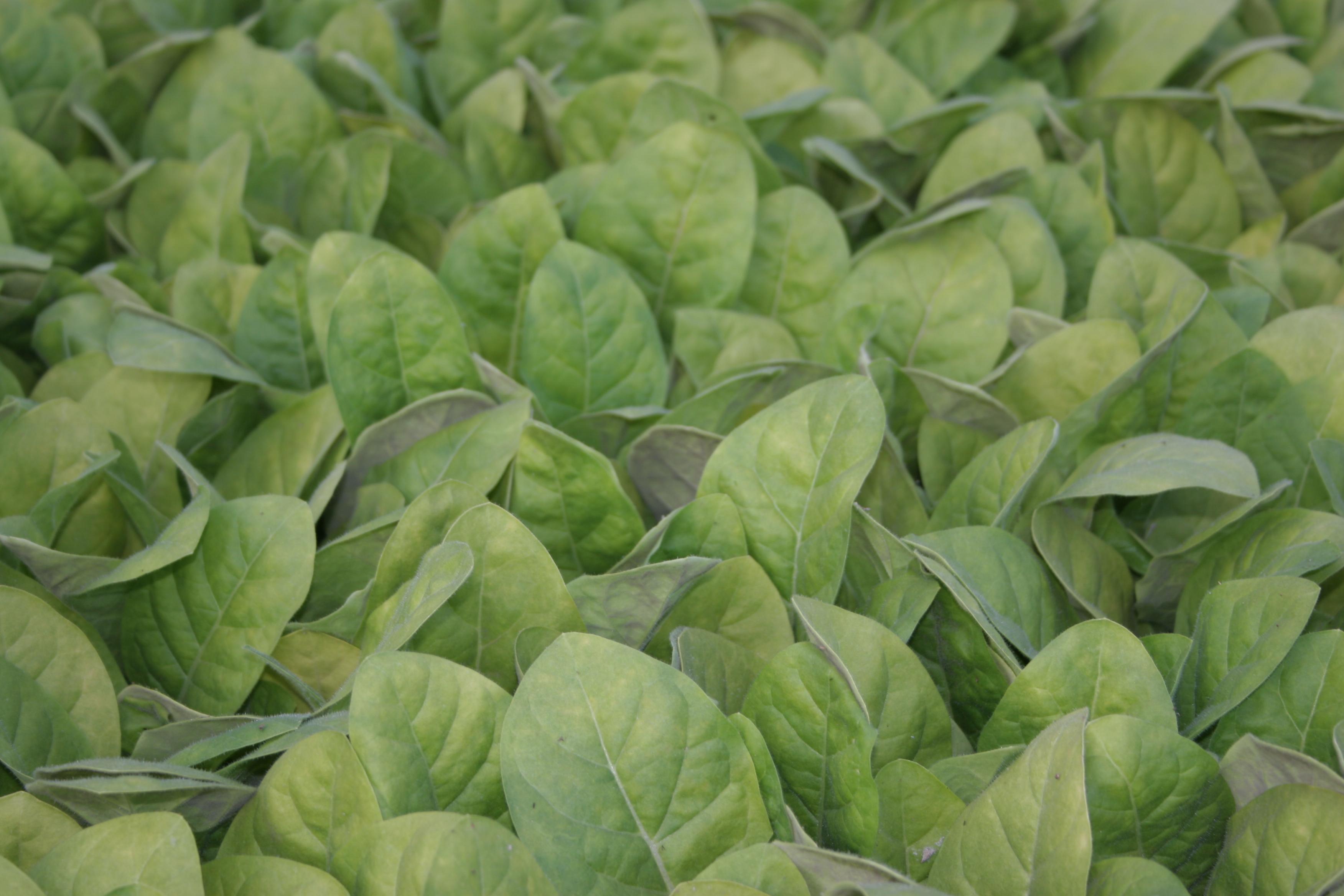 Blue mold is caused by a fungus-like orgnanism in the downy mildew group.  It can be a devastating disease, whether it occurs on transplants or in the field.  Symptoms on tobacco transplants begins as yellowish leaf spots that lack distinct margins. (Photo: Kenneth Seebold, UK)