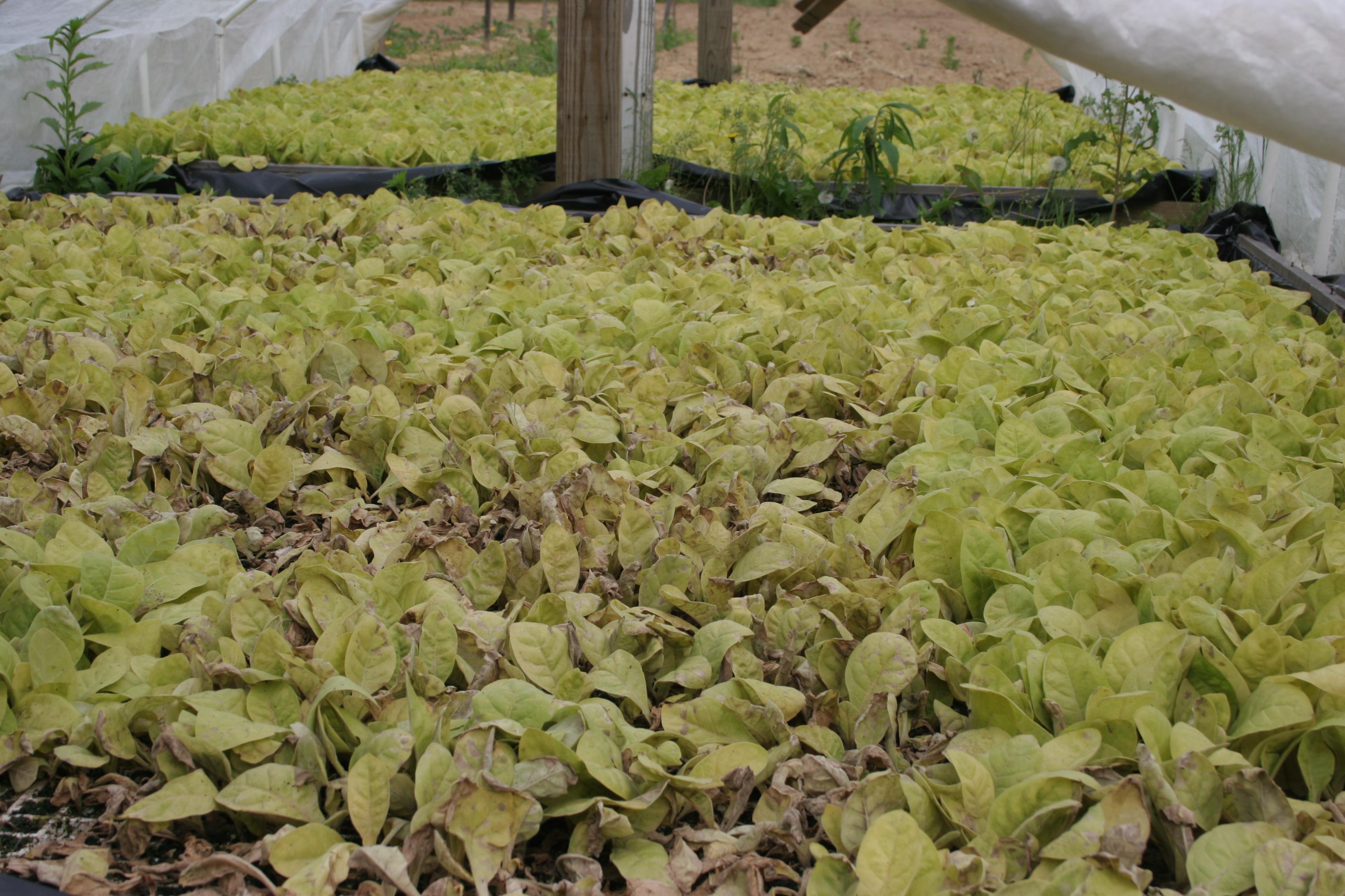 These young, yellowed tobacco transplants are loaded with blue mold spores. (Photo: Kenneth Seebold, UK)