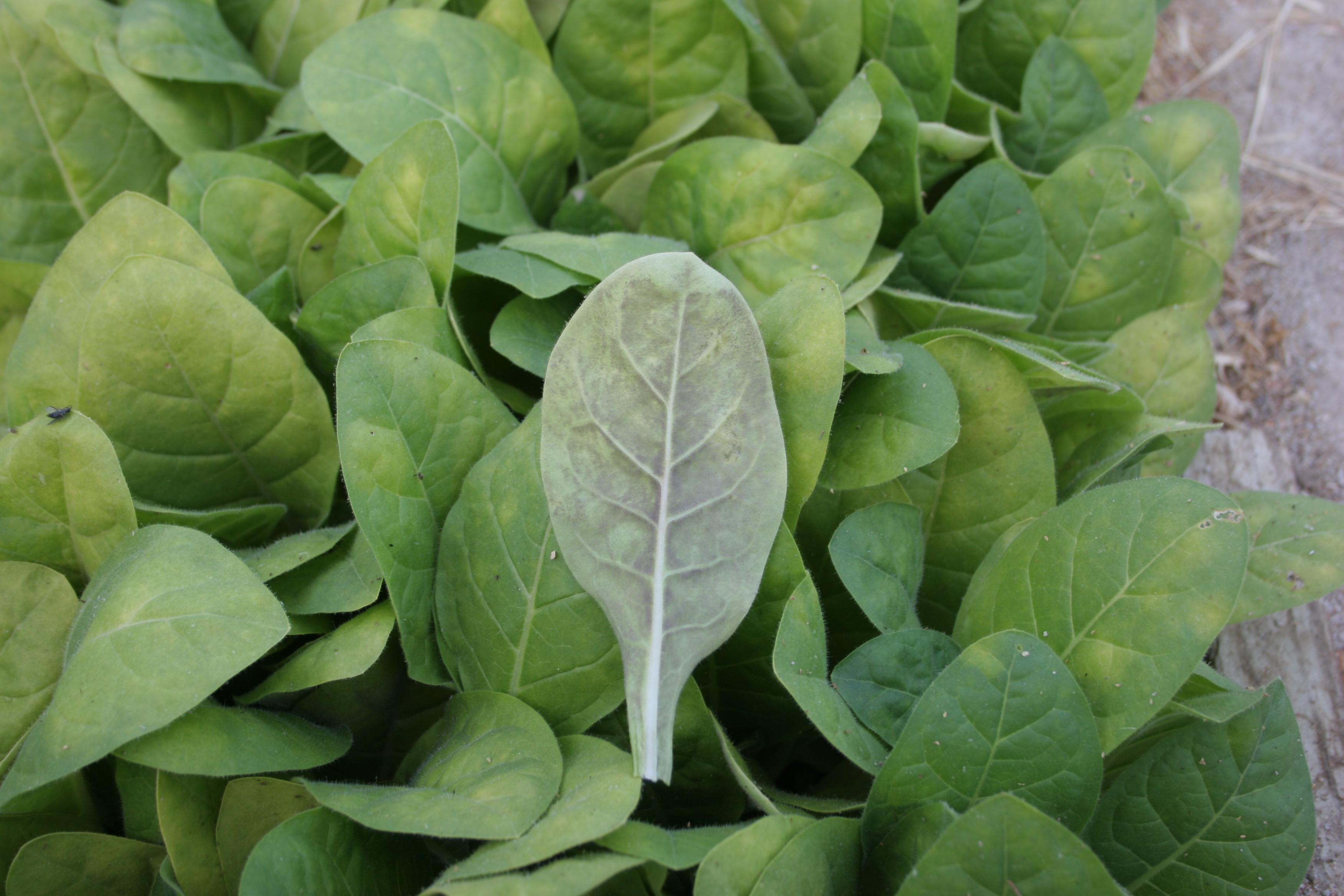 A blue-gray downy growth forms on the undersides of blue mold-infected foliage, Numerous spores capable of initiating new infections are produced wthin this downy growth.  (Photo: Kenneth Seebold, UK)