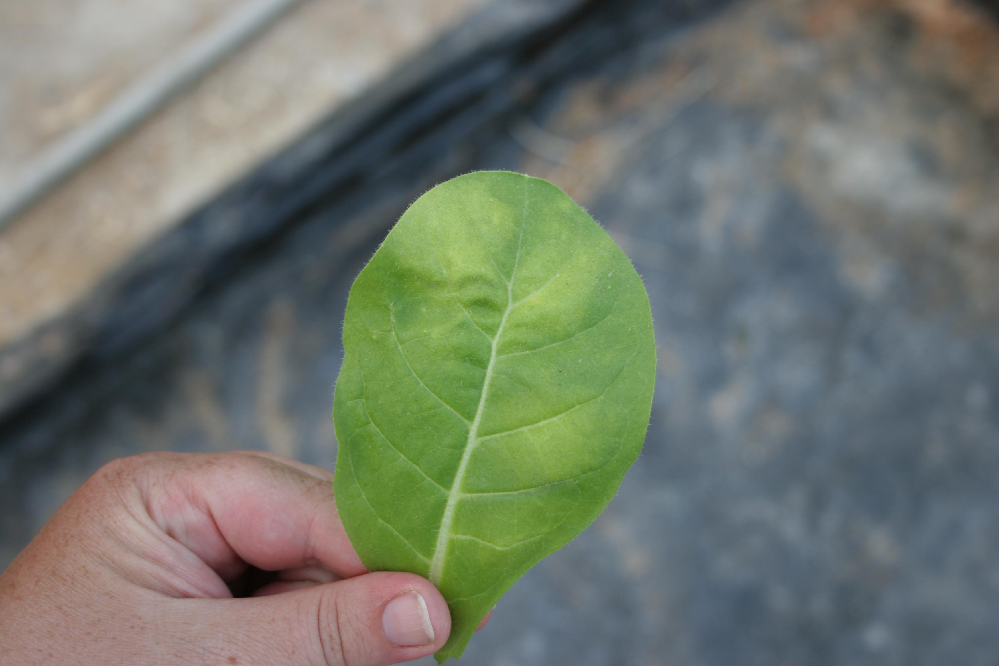 Yellowed blued mold lesions may have a cupped appearance. (Photo: Kenneth Seebold, UK)