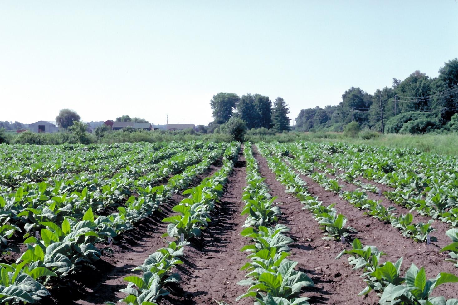 Black root rot is caused by a soil-borne fungus.  Uneven plant growth in a tobacco field can indicate the presence of this disease. Affected plants are stunted compared to neighboring healthy plants, and plants may turn yellow.  (Photo: William Nesmith, UK)