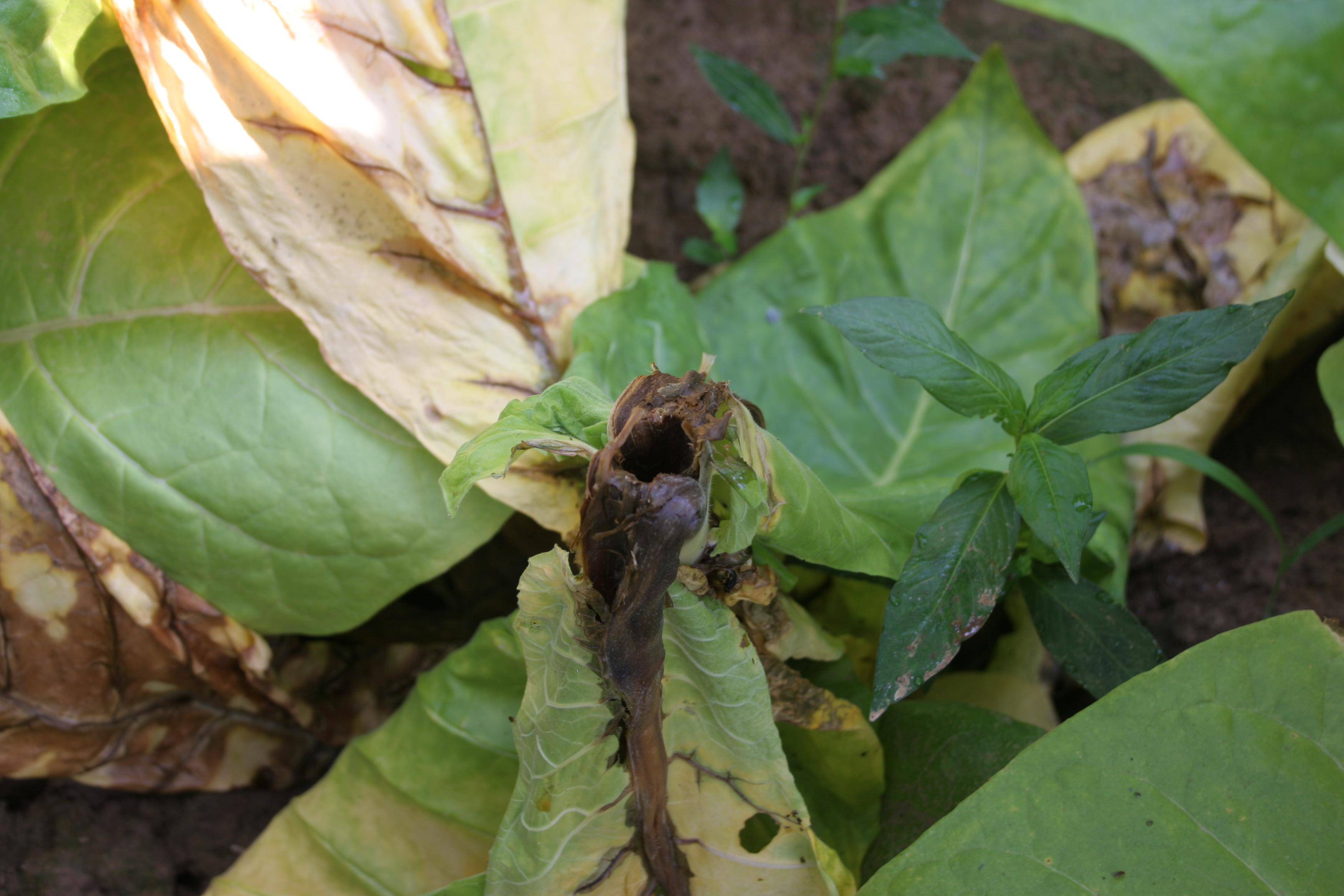 Bacterial hollow stalk is caused by the same bacterium that causes bacterial black stalk, and the same environmental conditions favor both diseases. Hollow stalk often begins at the wound created at topping.  (Photo: Kenneth Seebold, UK) 