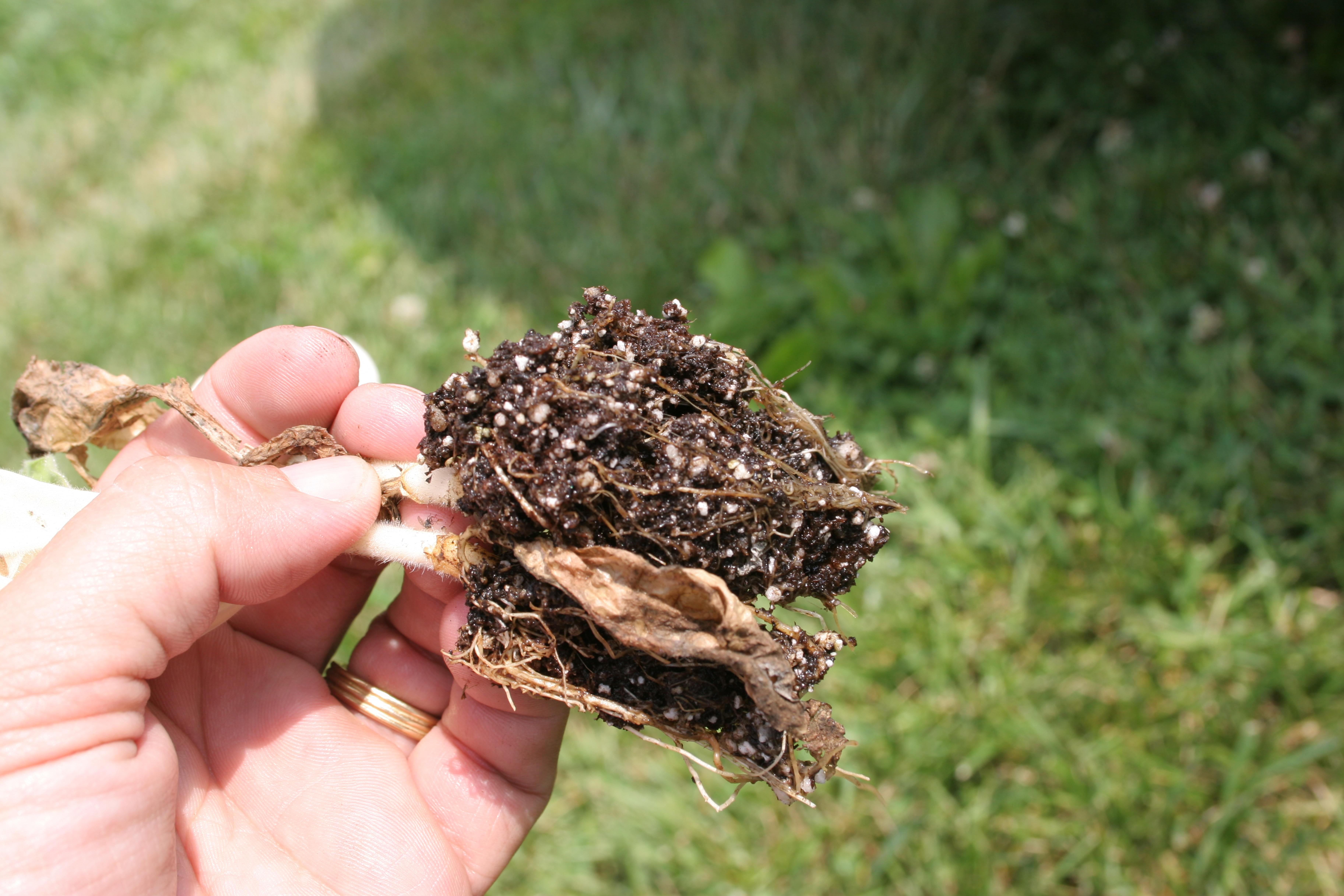 Moderately affected plants may reach usable transplant size, but are likely to suffer from stress after transplanting to the field environment.  In advanced stages of Pythium root rot, decay extends throughout transplant plug roots. For more information on this disease and its management, see the Plant Pathology Fact Sheet, Pythium Root Rot in Tobacco Float Systems (PPFS-AG-T-01). (Photo: Kenneth Seebold, UK)