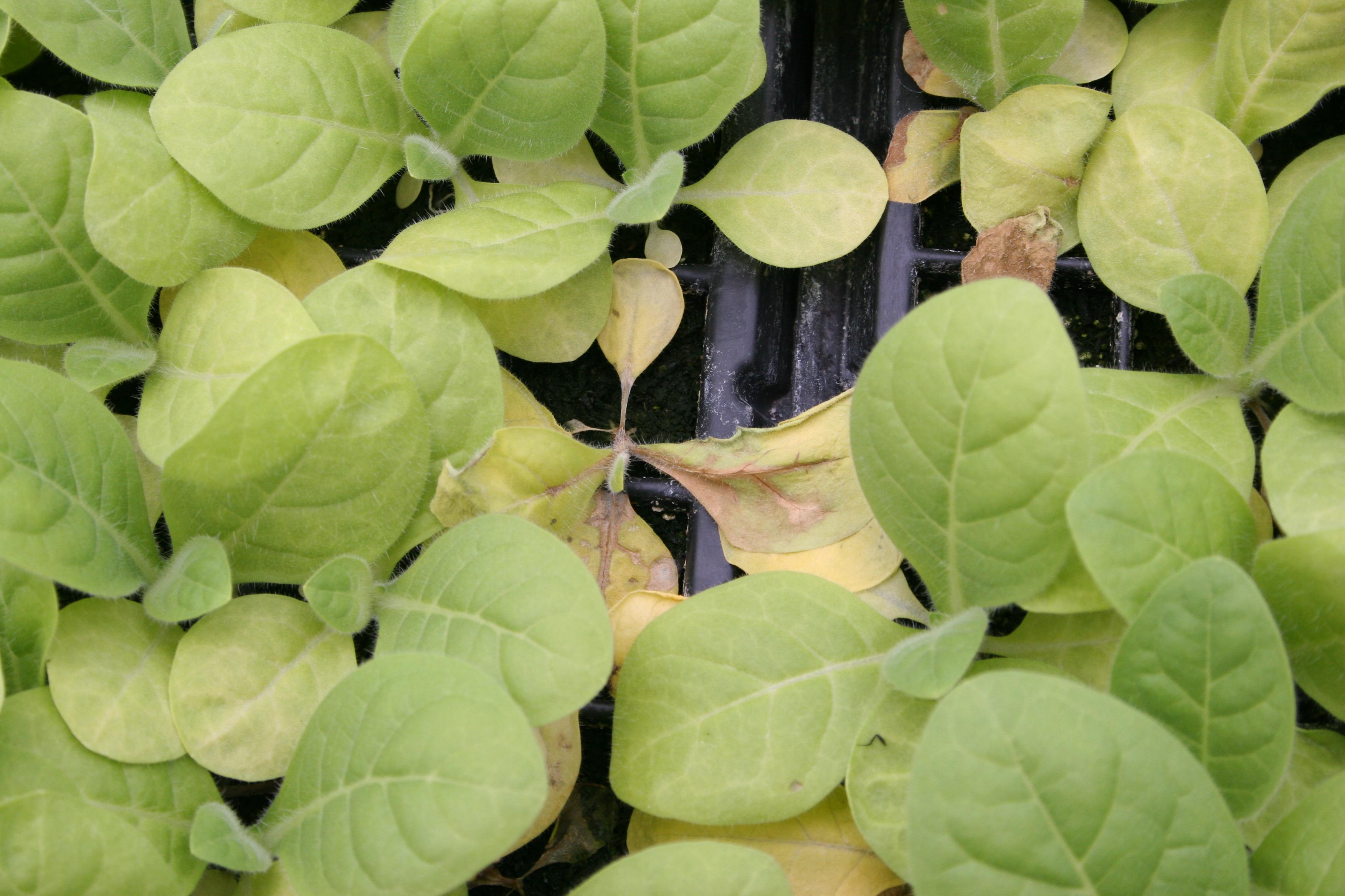 Rhizoctonia damping-off is a fungal disease that begins as water-soaked lesions on lower stems of seedlings; this results in yellowing, wilt, and necrosis of foliage. (Photo: Kenneth Seebold, UK)