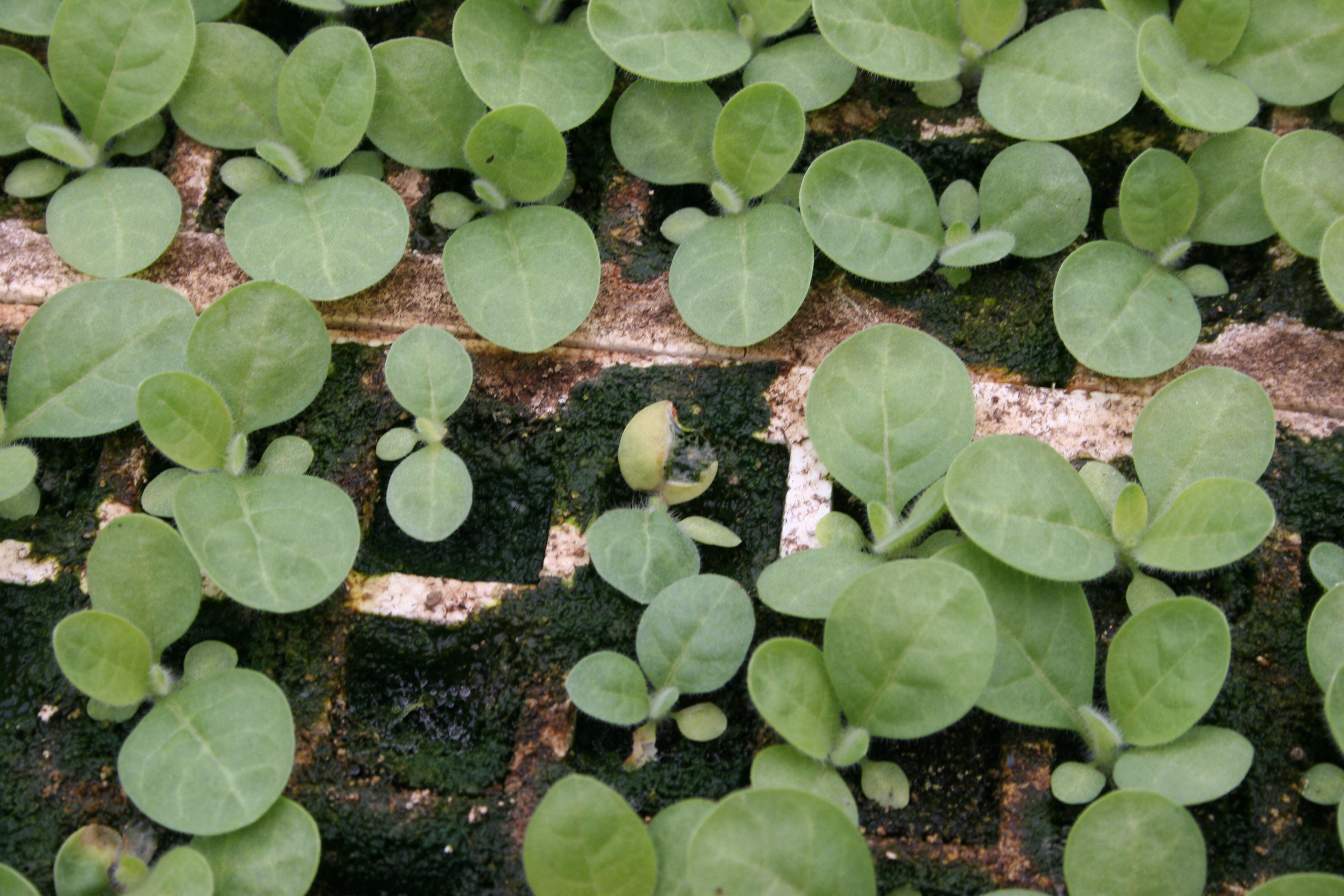 Very young seedlings that are infected may decay completely, leaving apparently empty cells in the float tray.  (Photo: Kenneth Seebold, UK)