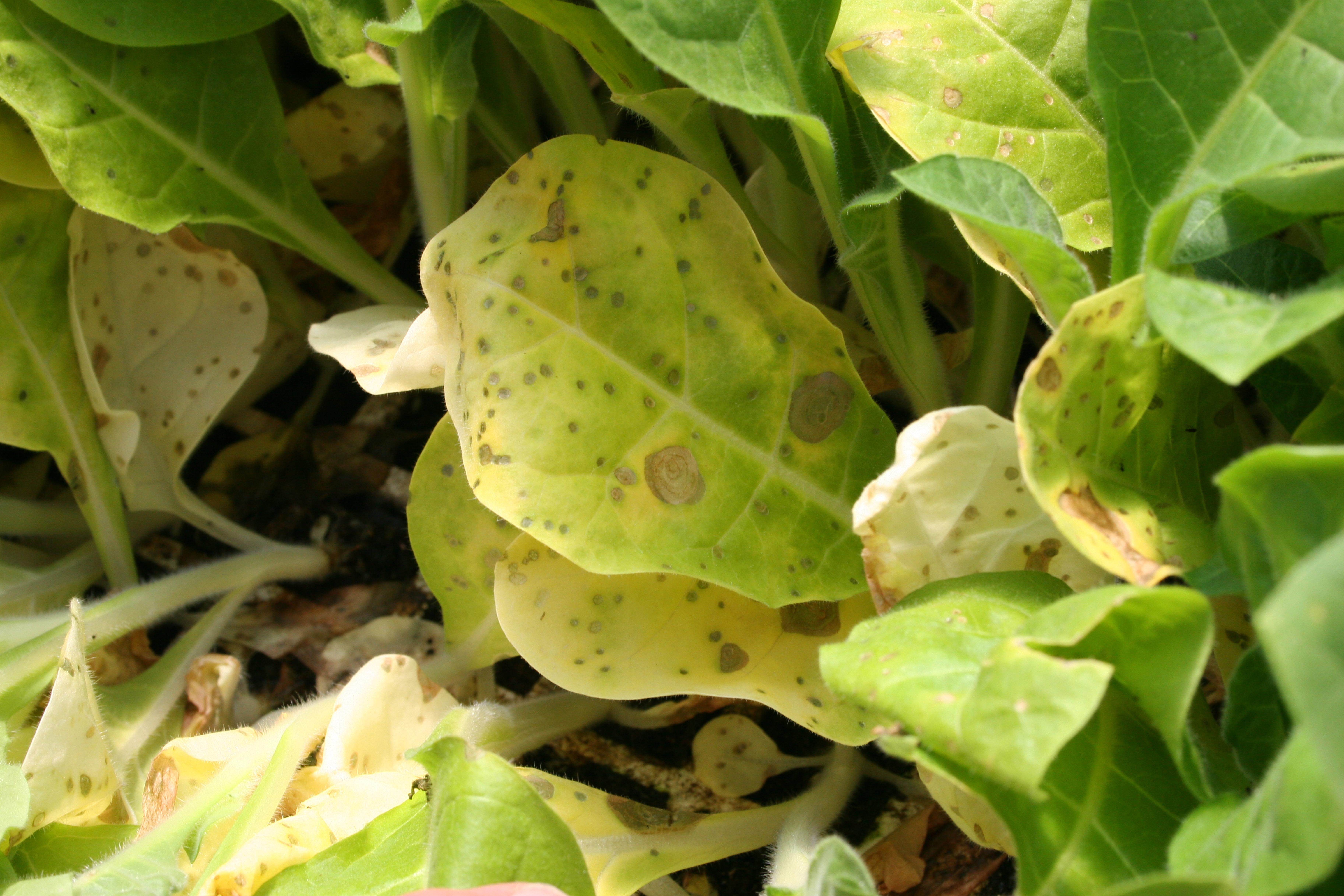 Initial spots become tan in color and expand in size.  (Photo: Kenneth Seebold, UK)