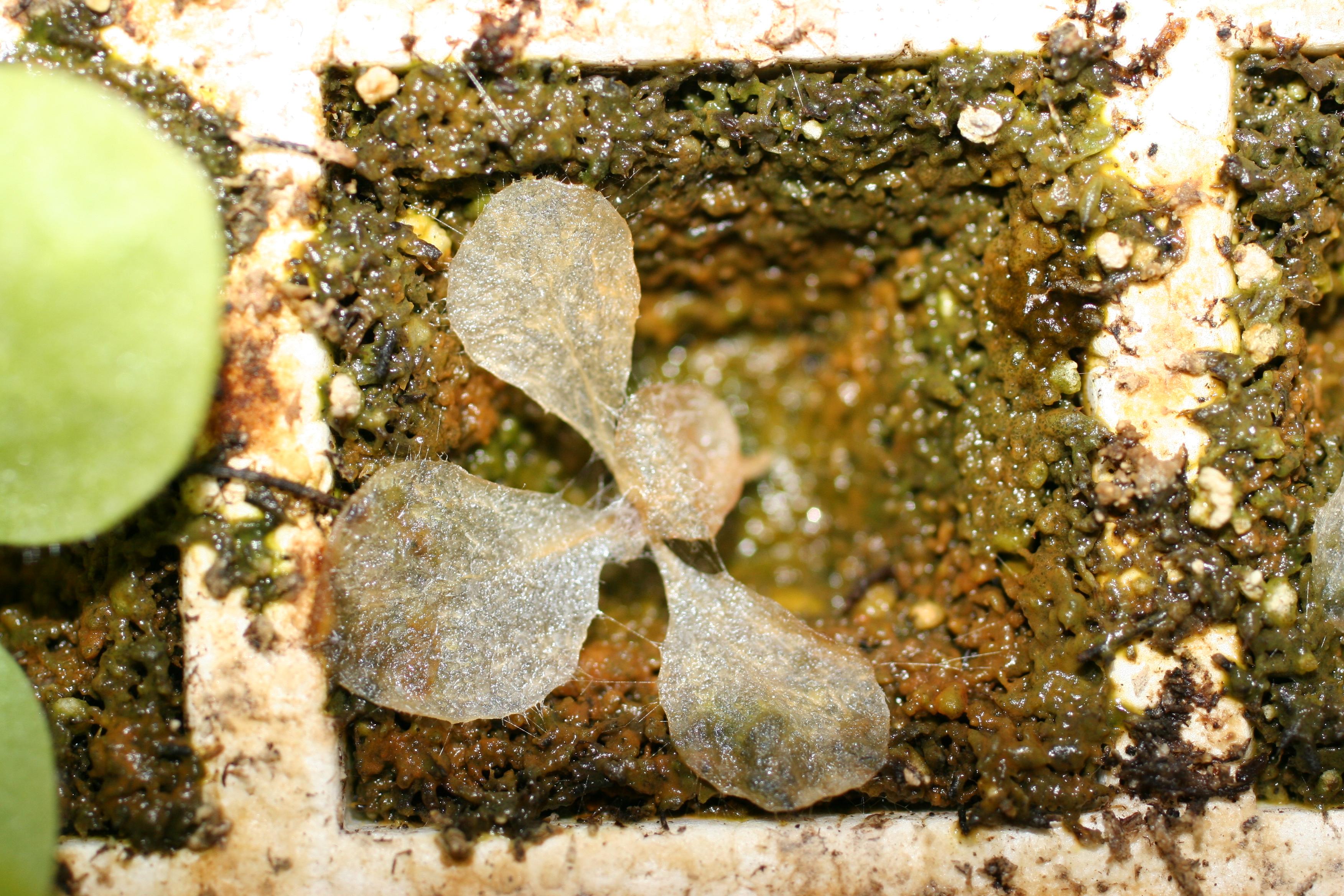 Looking closely at this severely diseased seedling, mycelial strands of the Rhizoctonia fungus can be seen. Notice how severely decayed this seedling is. (Photo: Kenneth Seebold, UK)