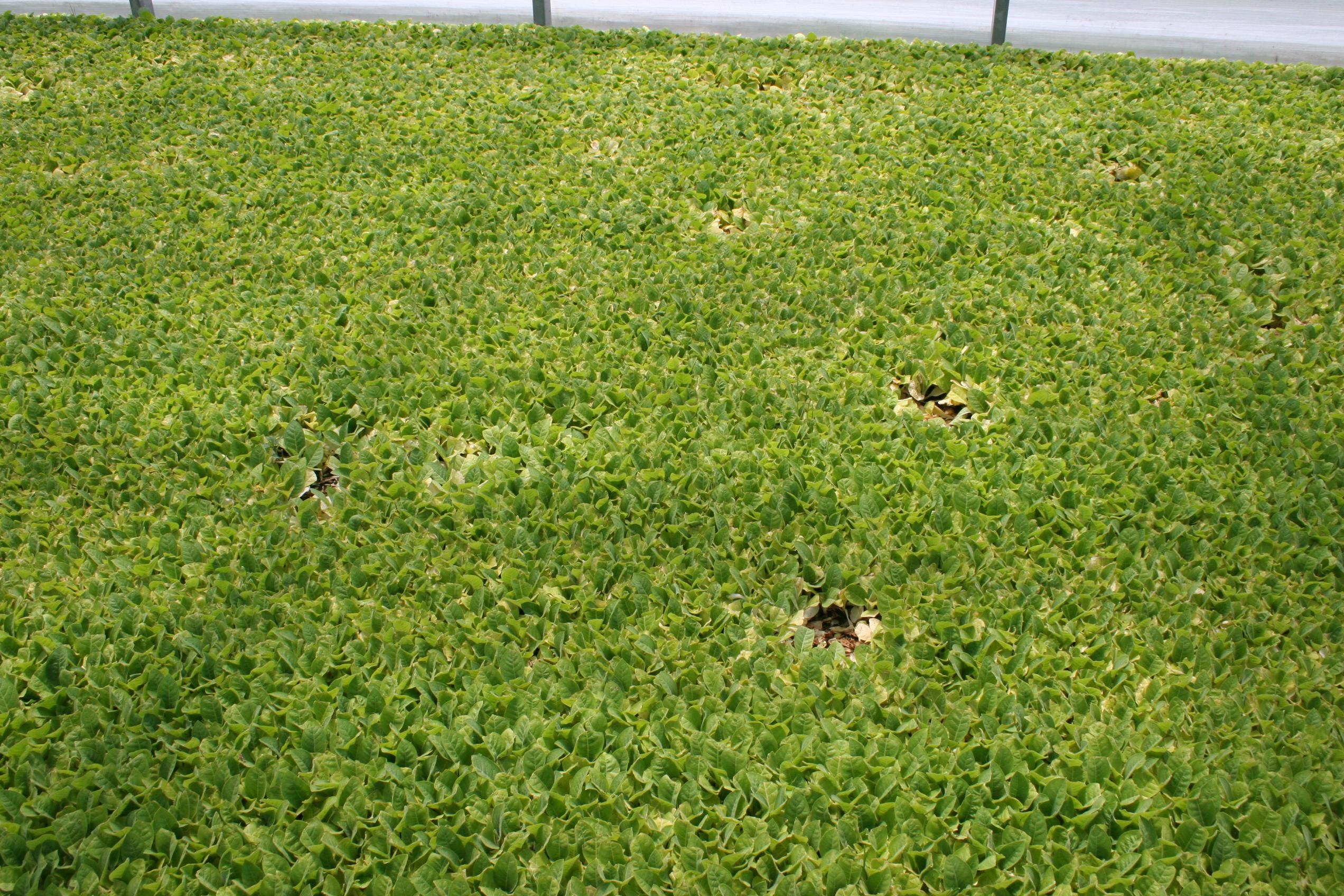 As plants collapse in clusters and disease spreads, noticeable openings are left in the canopy. (Photo: Kenneth Seebold, UK)