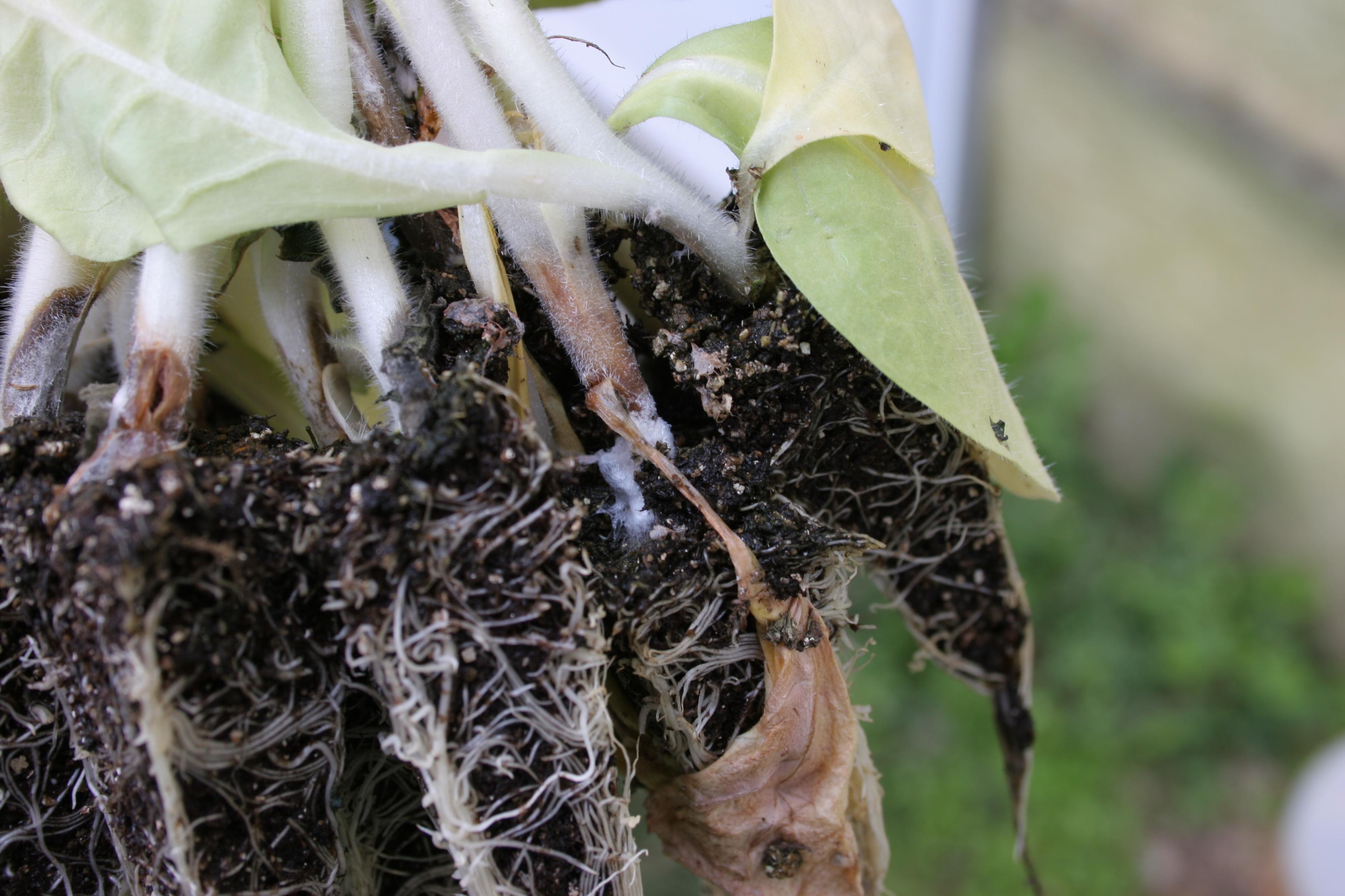 Stems infected by the Sclerotinia fungus become water-soaked and exhibit a dark brown necrosis. (Photo: Kenneth Seebold, UK)