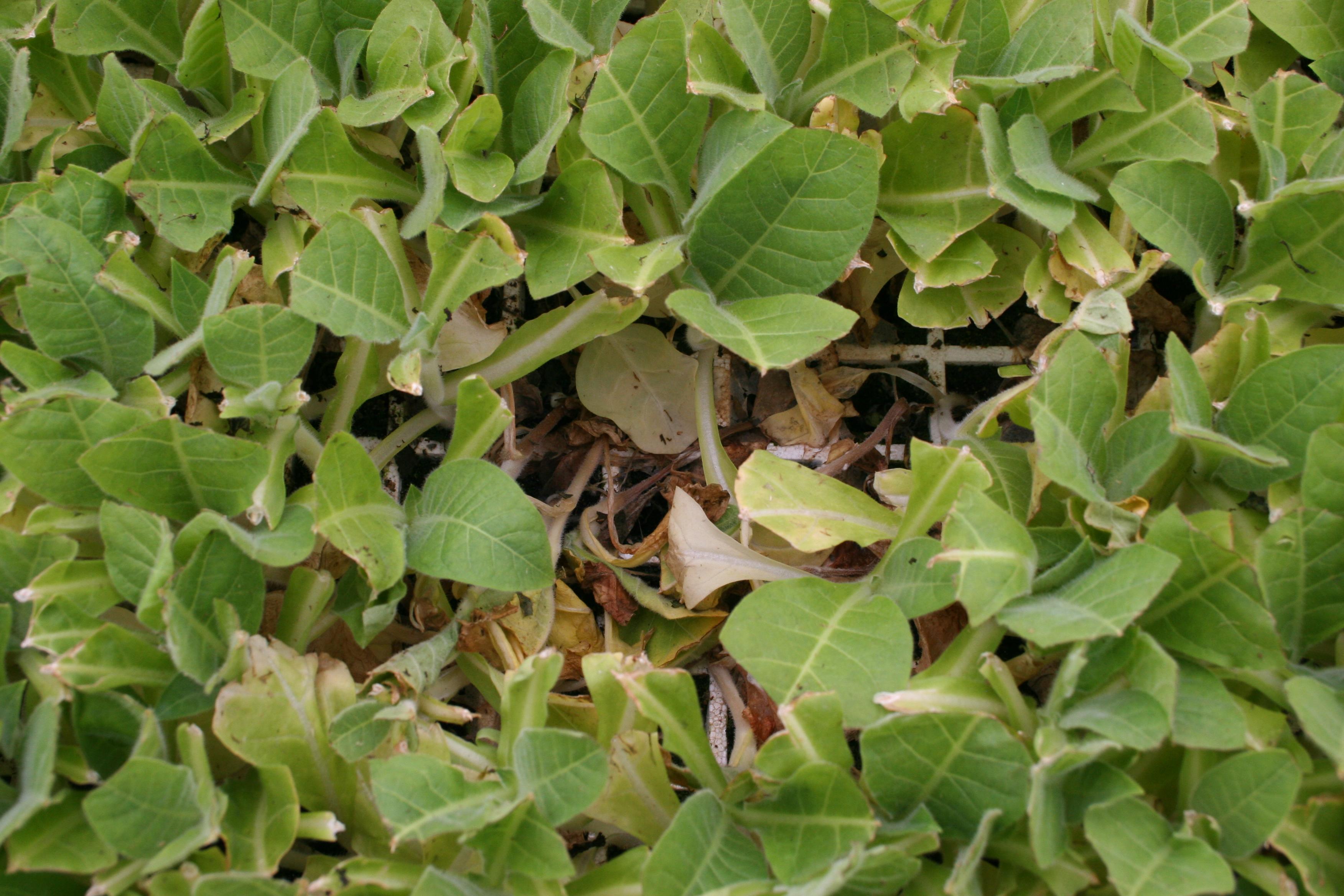 As disease progresses, plants completely collapse. (Photo: Kenneth Seebold, UK)