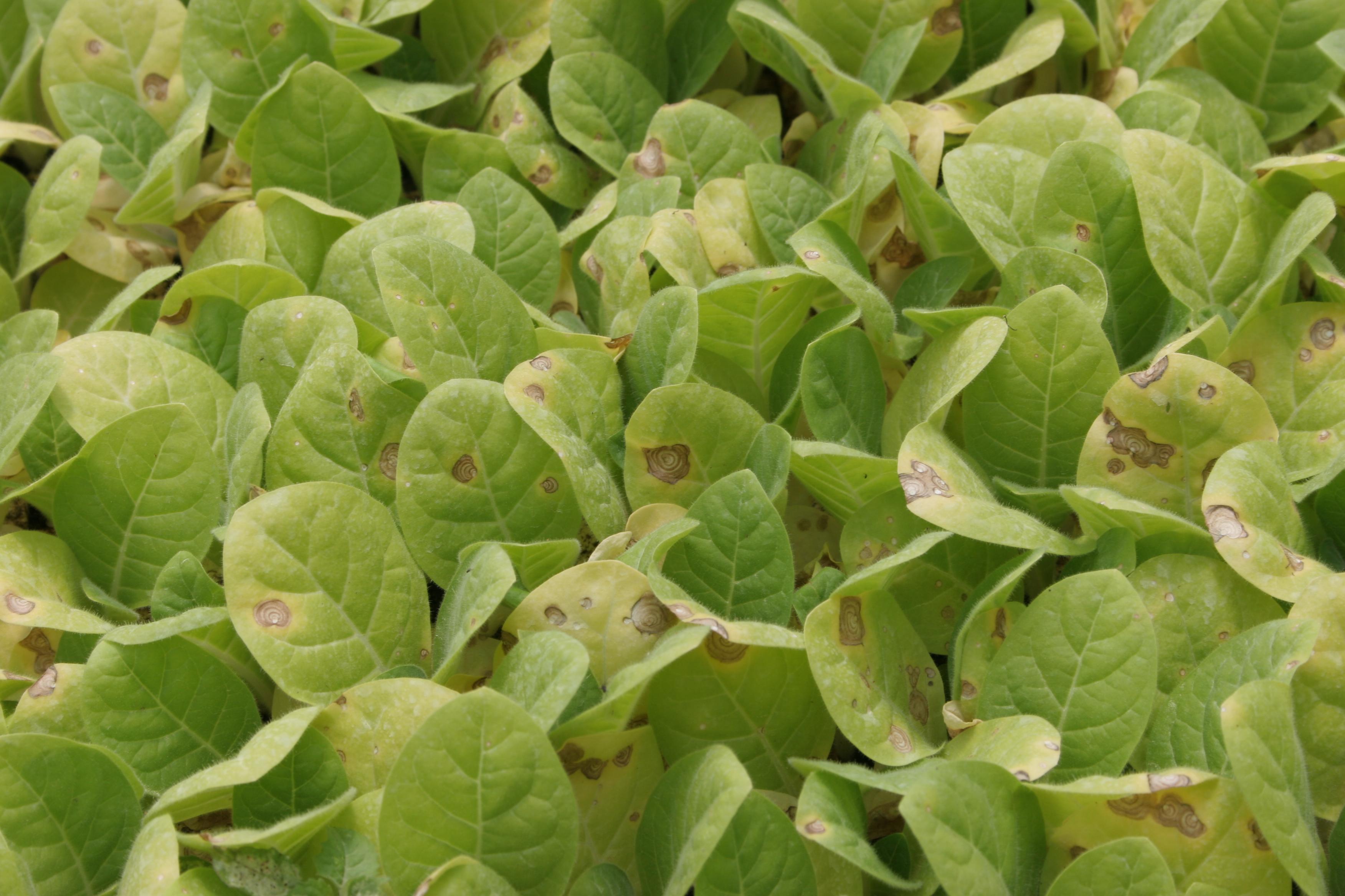 Spores of the pathogen are carried to other transplants by air currents. (Photo: Kenneth Seebold, UK)