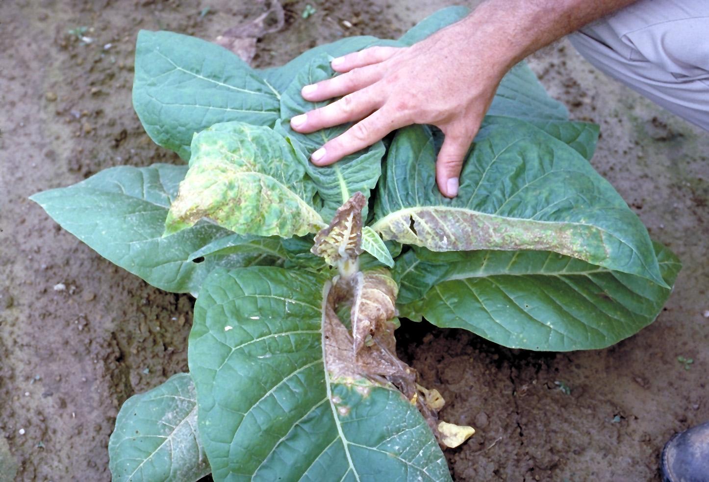 Tomato spotted wilt virus symptoms vary with plant age.  Frequently, plants are stunted and leaves may become distorted due to uneven growth of foliage.  The symptoms, such as those shown above, are often confused with Fusarium wilt.  (Photo: Kenneth Seebold, UK)